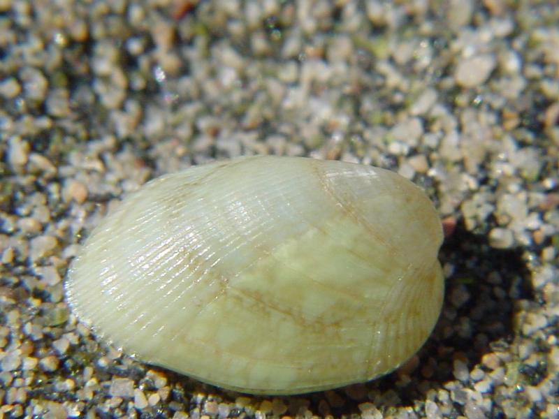 Modiolarca subpicta (=Musculus subpictus)